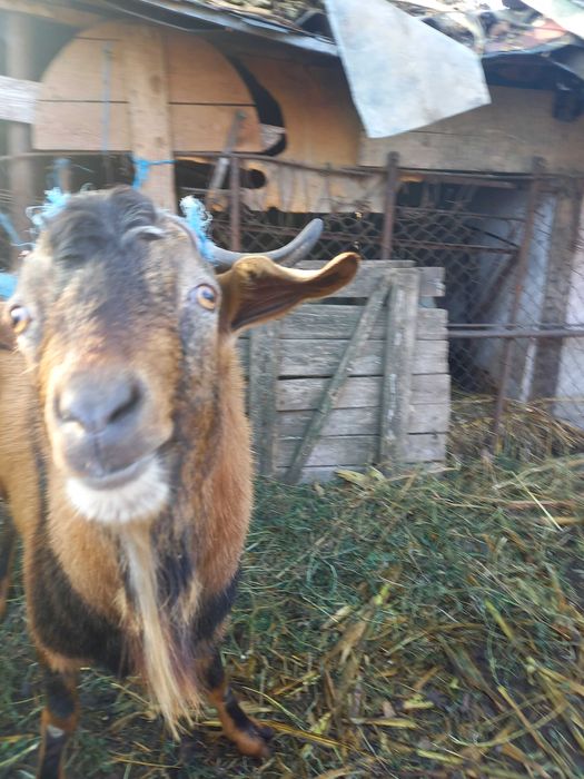 Tap alpin francez 2 ani Ialomita