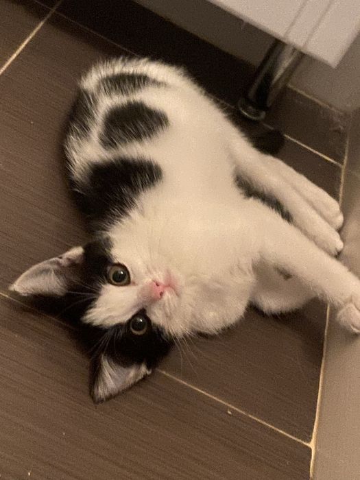 Котенок в добрые руки