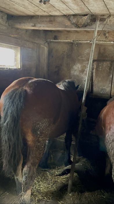 De vanzare o pereche de manzi