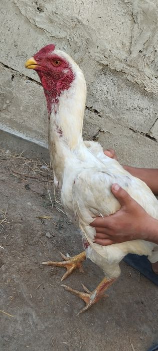 Dakan xoʻroz yosh