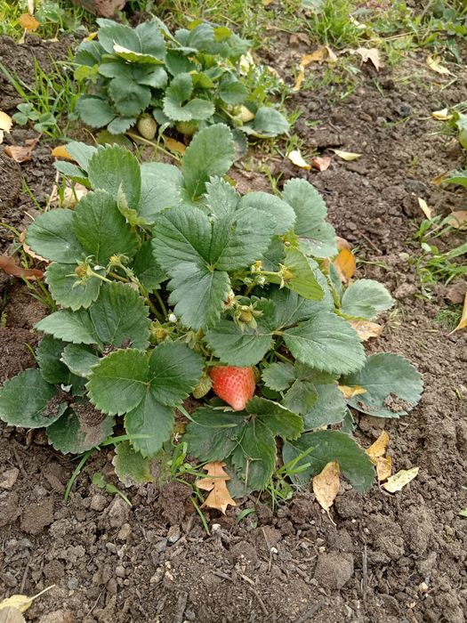 Продаётся дача СПП,,Металлург,,