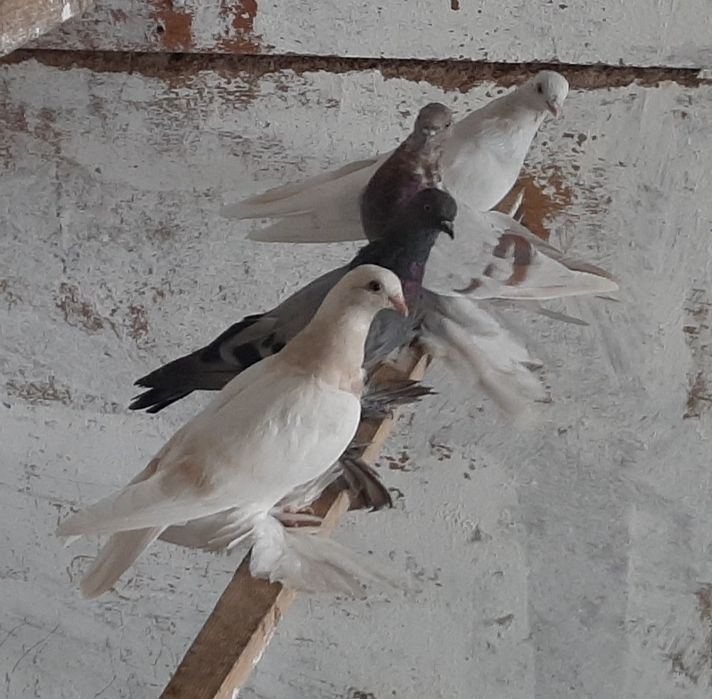 На  продажу   голуби