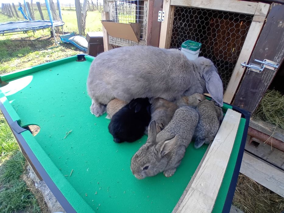 Vând pui Bebec German!!!