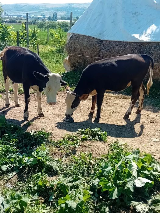 De vanzare  vițele