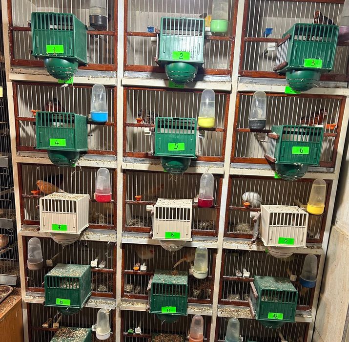 Vand Canari si Papagali si Micul Alexander 100-150 Canari, 35Papagali