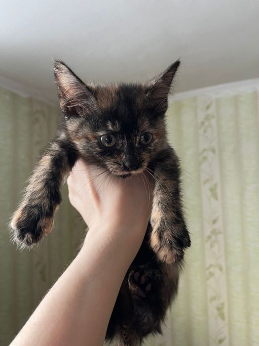 пристраиваются котята