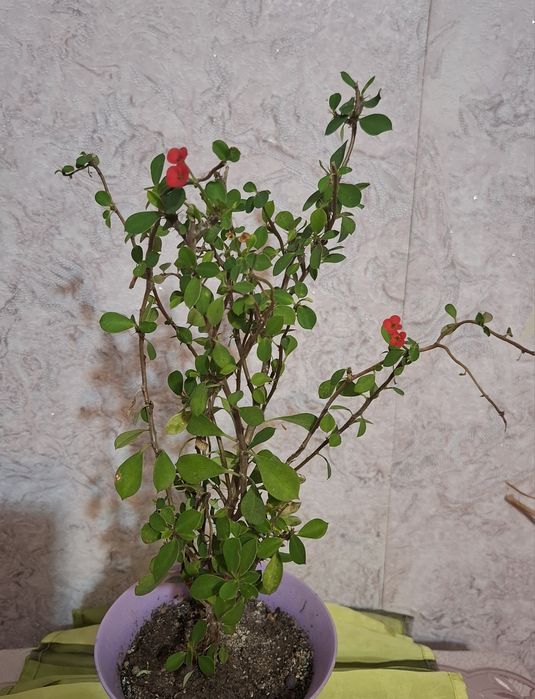 Растение Исусов Венец