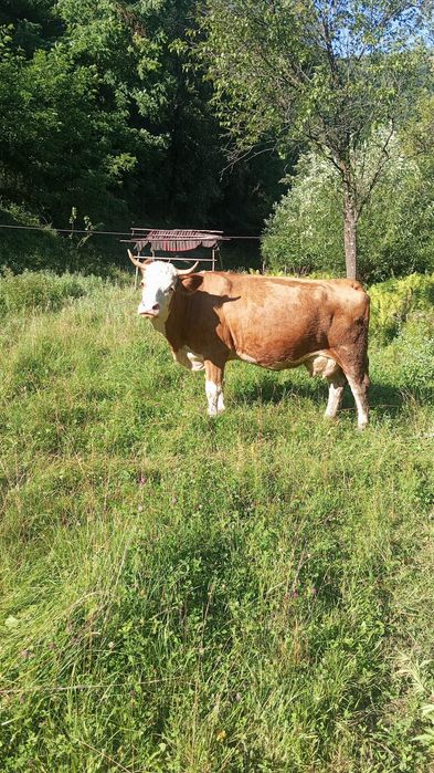Vacă de vânzare Parva