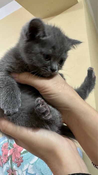 Продаются шотландские котята, сотилади