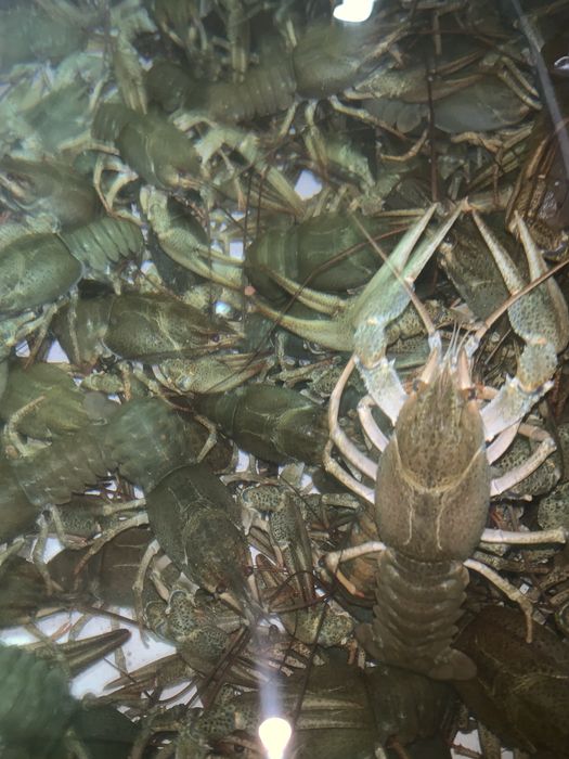 Свежие речные раки