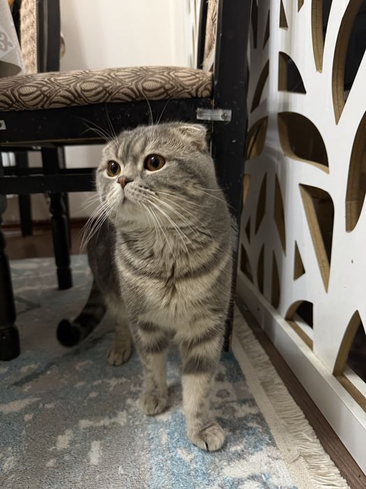 Шотландский кот, послушный