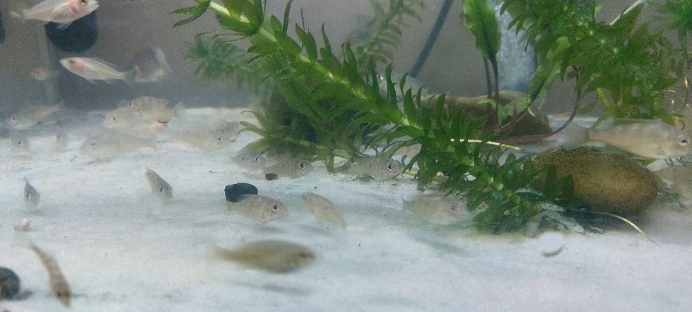 Красноголовый геофагус