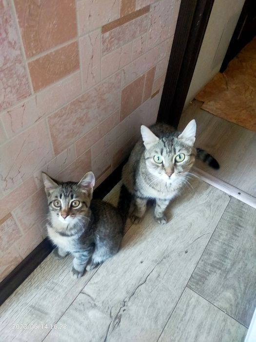 Передержка кошек