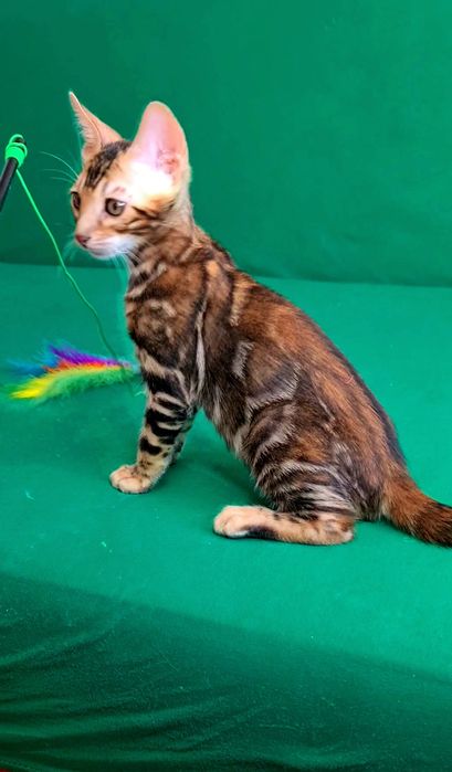 Бронь на бенгальских котят