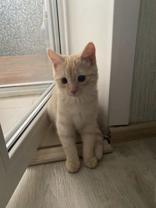 Отдам котенка бесплатно