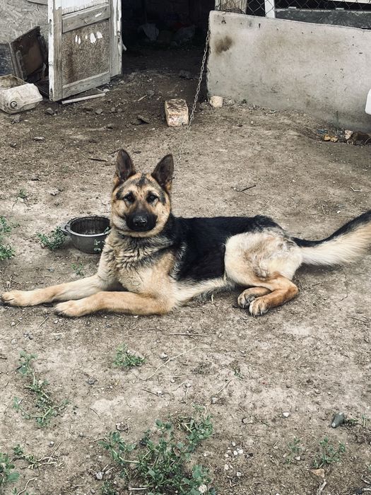 Немецкая овчарка