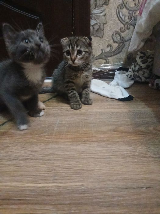 Продаются котята девочка и мальчик