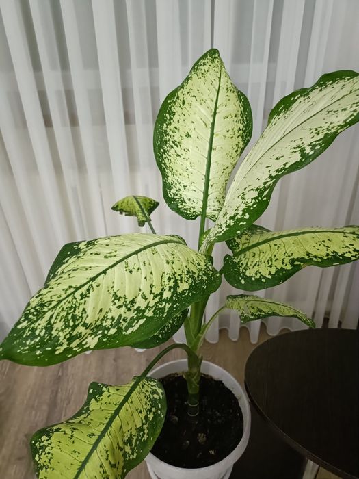 Комнатные домашние цветы