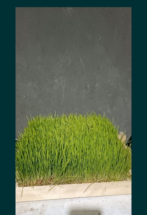 Гидропоника етиштирамиз ва заказ оламиз