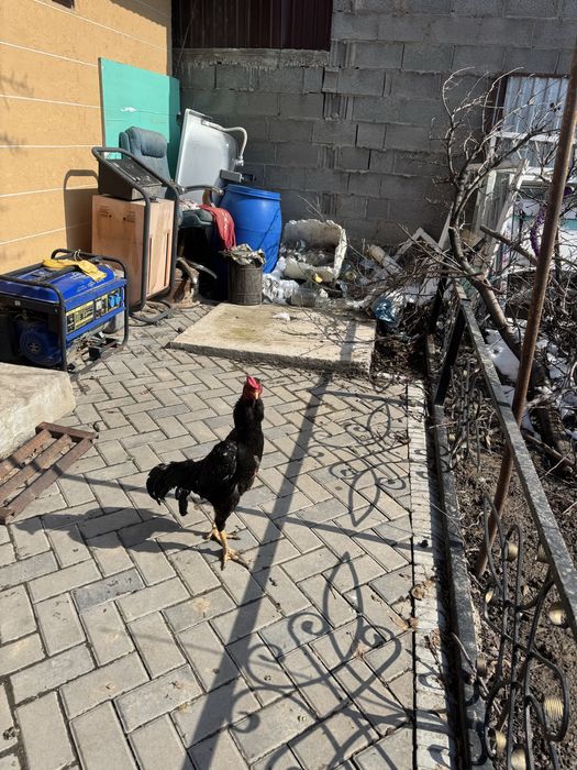 Продам июньский жужя