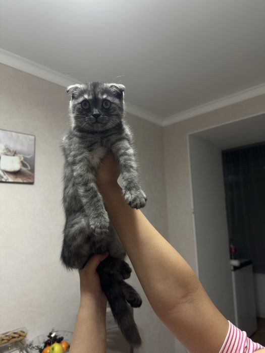 Продам котенка вислоухая девочка
