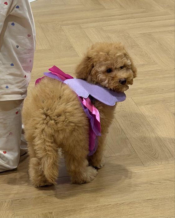 Карликовый пудель