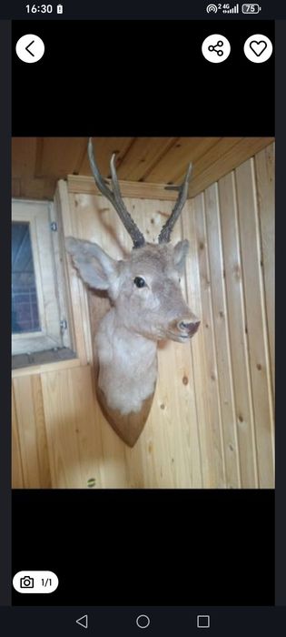 Продам голову косули