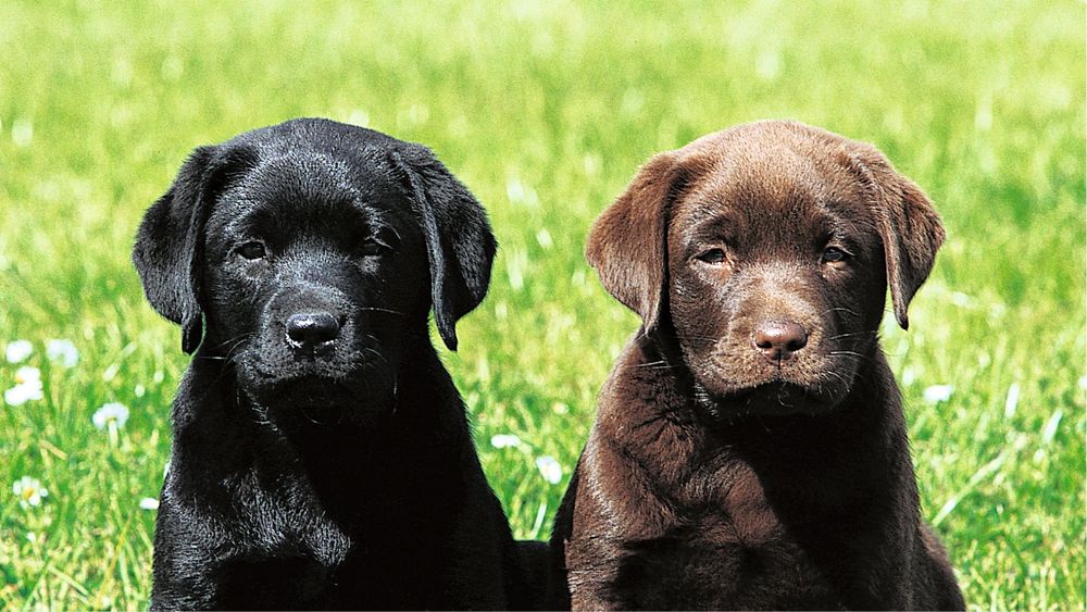 Шеньки продаются (бронь))