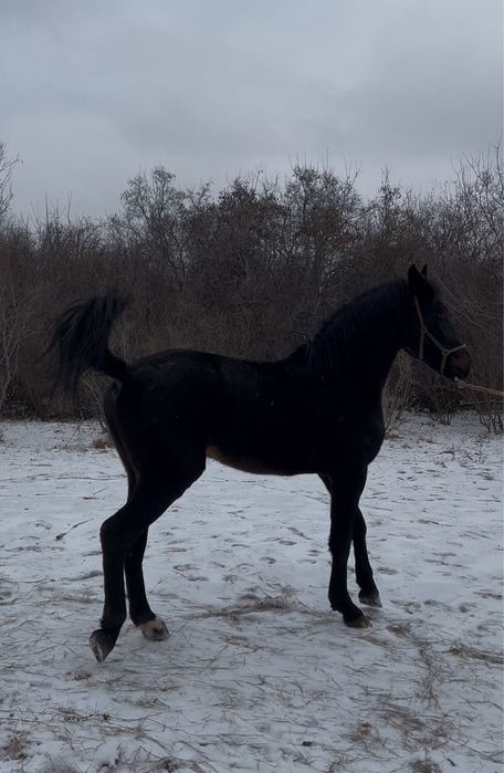 Продам коня/ Айғыр сатылады