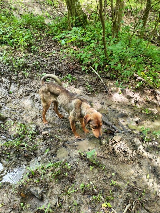 Copoi &Laika siberian femelă