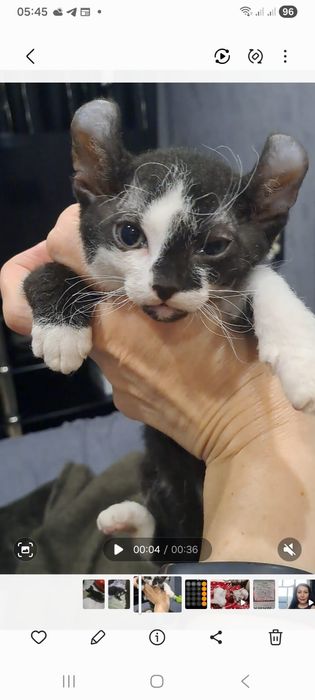 Сфинкс Эльф браш