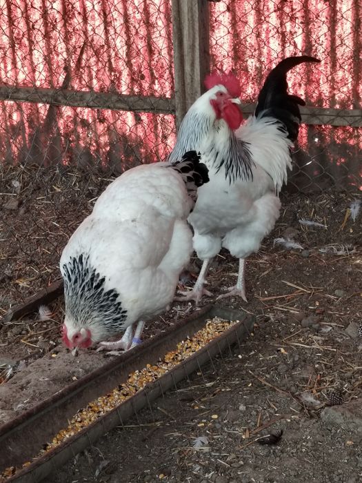 Familii de Wyandotte,si Sussex