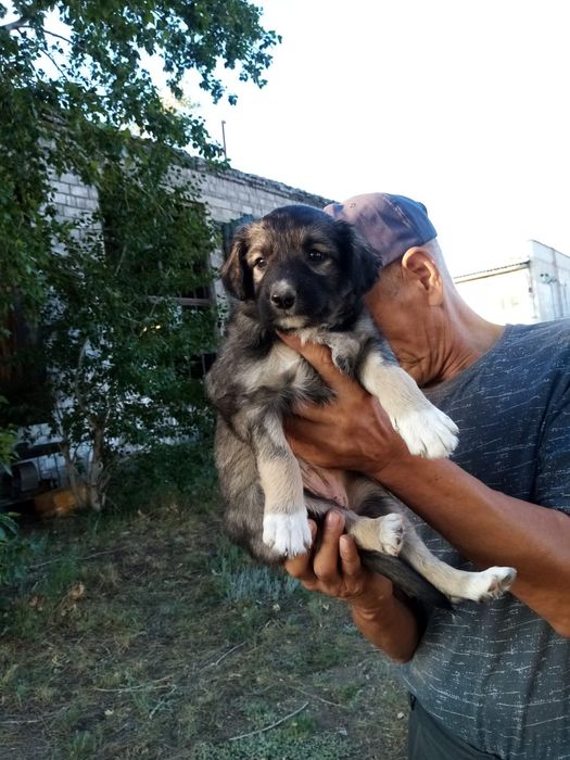 Очаровательные щенки ищут дом Бесплатно !