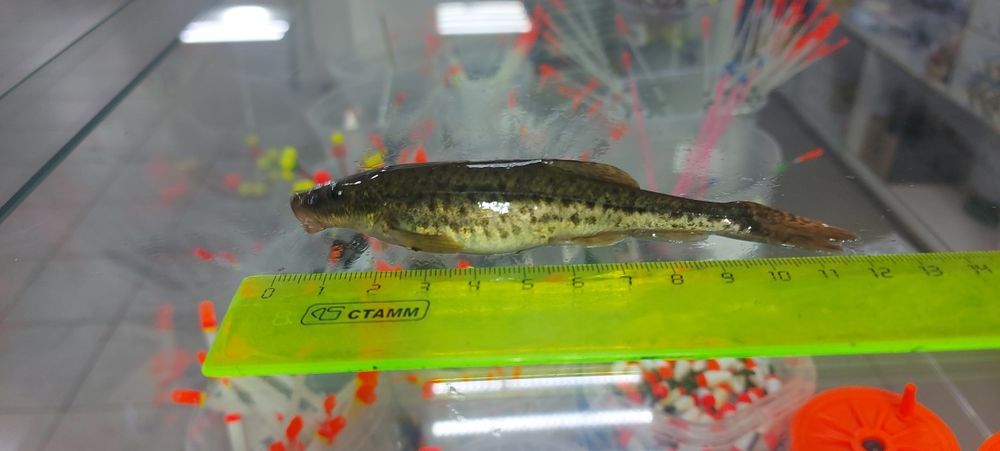 Живец УСАЧ вес до 14грамм