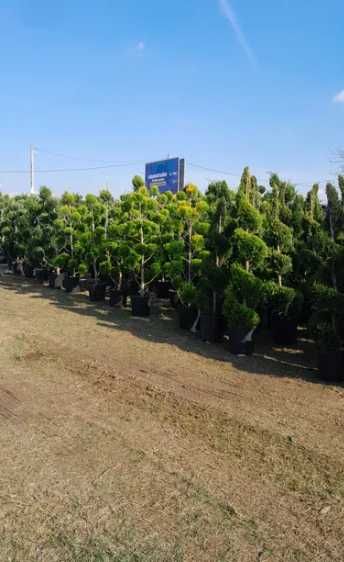 Plante pentru Gradina si Curte