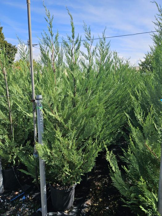 Vand leylandii de mai multe dimensiuni