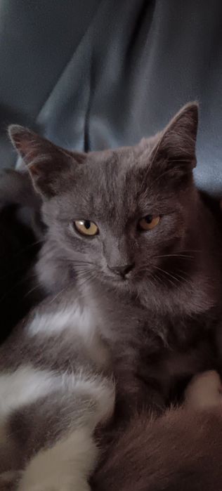 Котята бесплатно