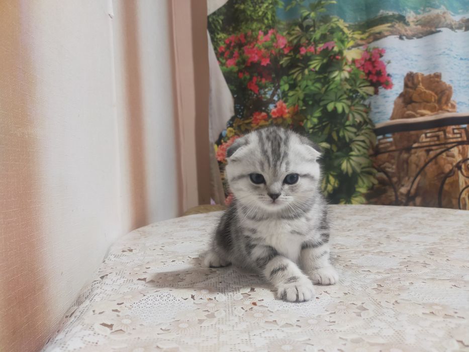Продам котят скотиш страйт