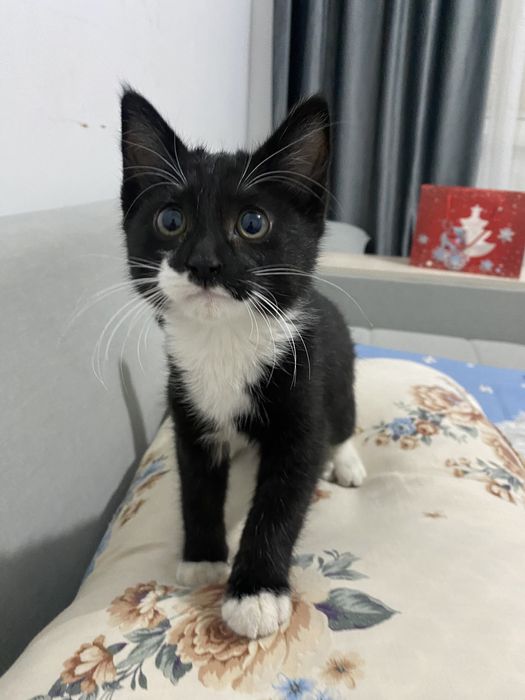 Котенок ждет Новогоднего чуда