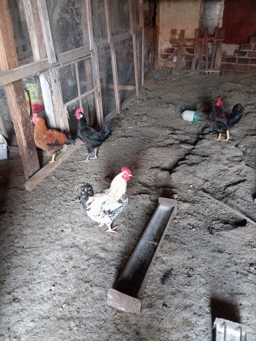 Продавам домашни едри петли