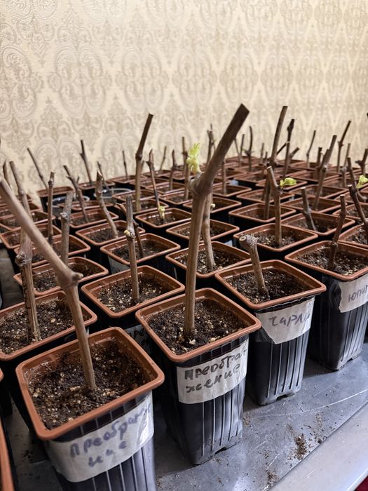 Продам отростки винограда