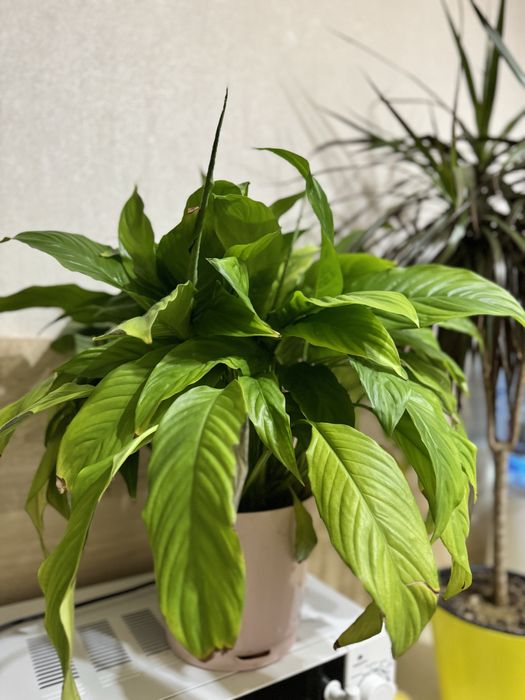 Цветы "Женское счастье"