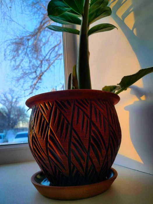 Цветок Замиокулькас