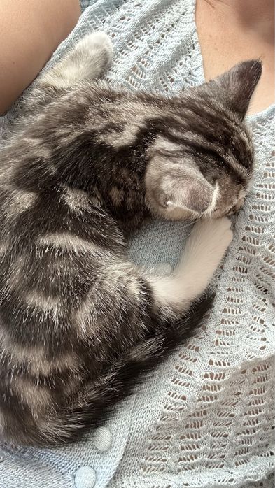 Котенок скоттиш страит