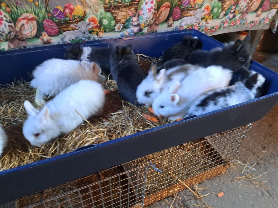 Vand iepurasi cap de leu pitic diferite culori