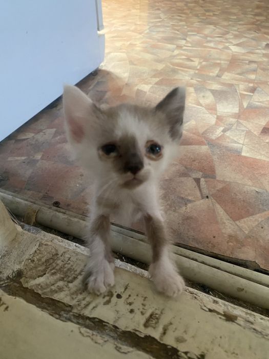 Котята,бесплано