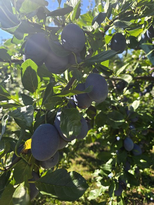 Vand prune Stanley pentru consum