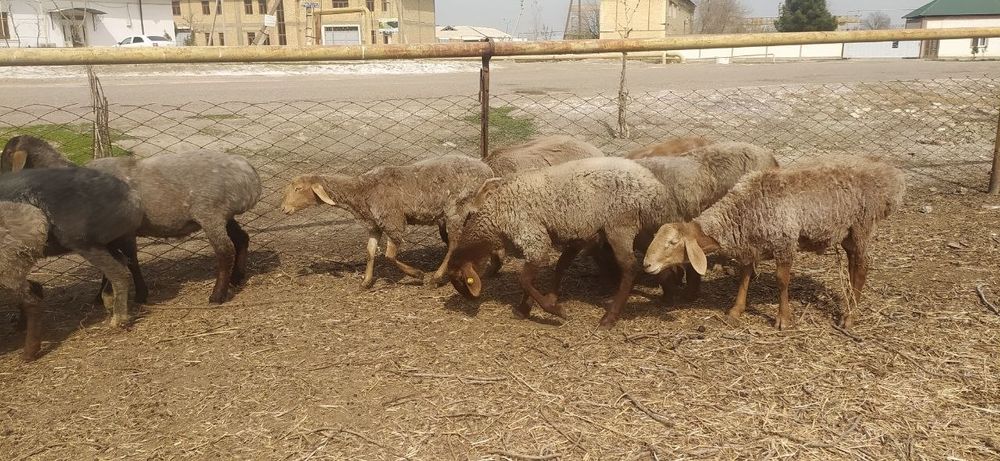 Сифатли арашан куйлари