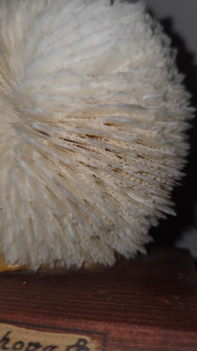 Coral ciuperca alb si steluta