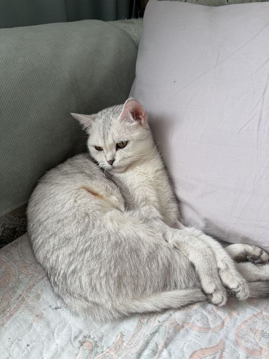 В добрые руки ищет семью знающущим и любящим породу